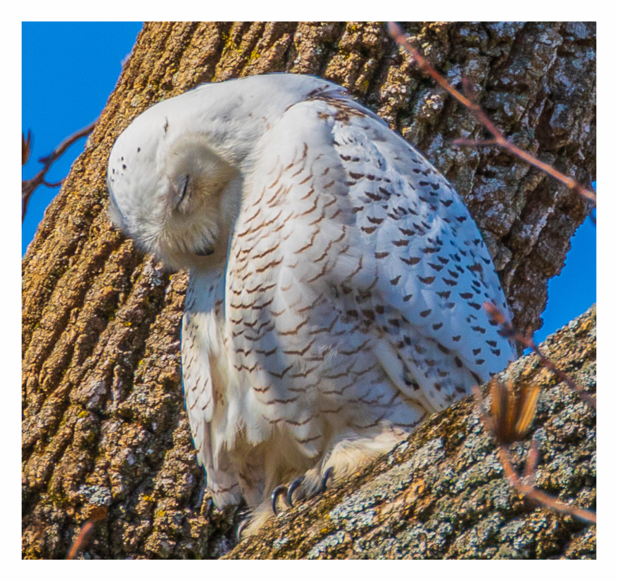 Sleepy Owl