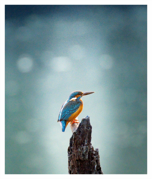 Kingfisher