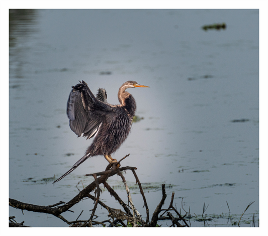 Darter Wings