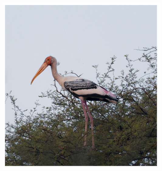 Painted Stork