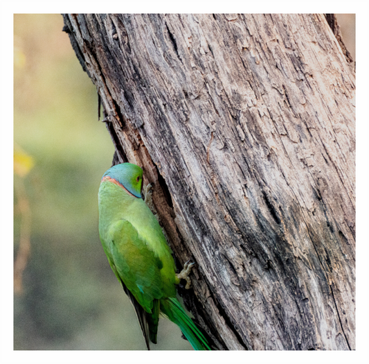 Eye Parrot