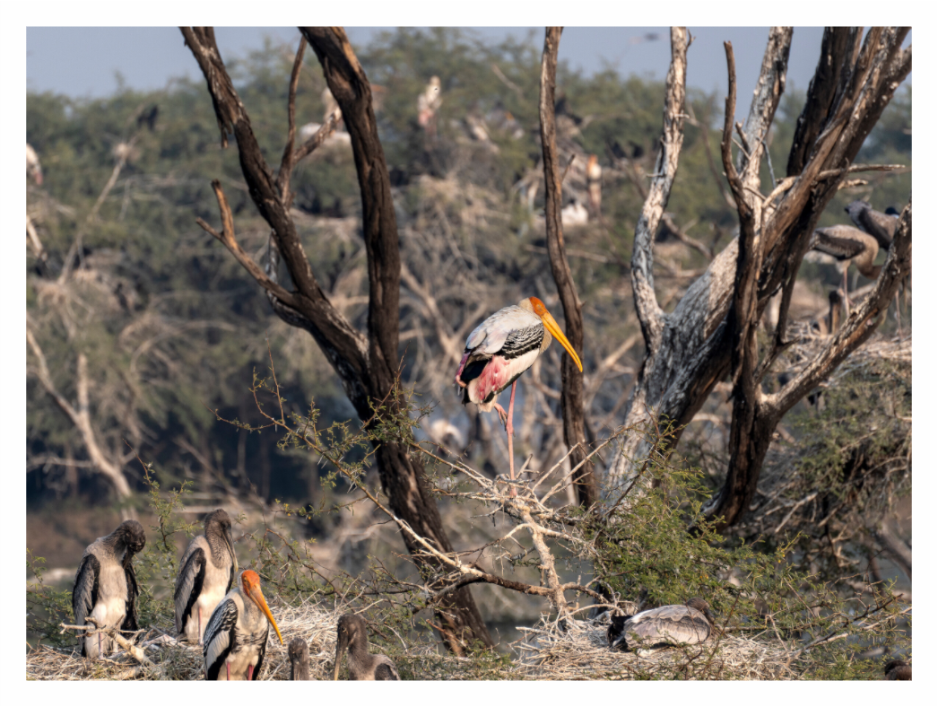 Stork Island